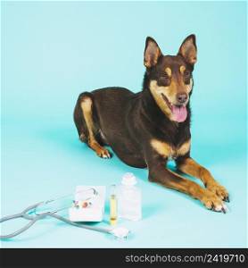 dog veterinary equipment