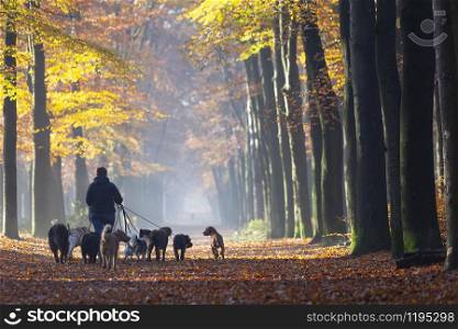 dog walk service with many dogs on leash in fall forest near utrecht in holland on sunny autumnal morning