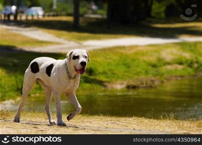 Dog walking at a lakeside, Bordeaux Lake, Bordeaux, Aquitaine, France