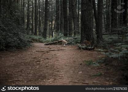 dog walking dirt road forest