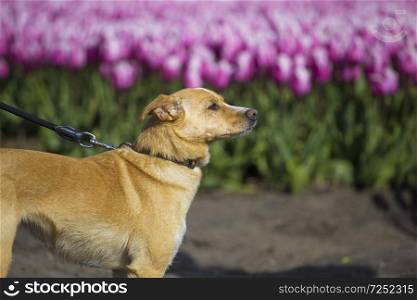 dog walks in tulips. Netherlands