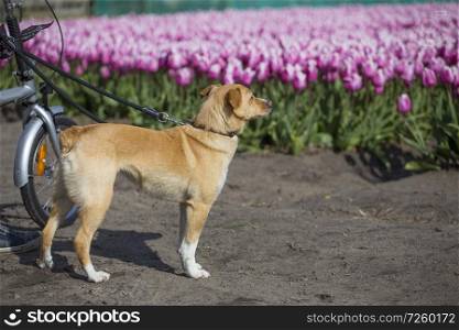dog walks in tulips. Netherlands