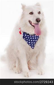 dog wearing american flag scarf on the neck, studio shot