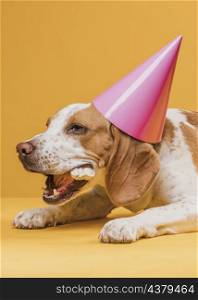 dog wearing party hat eating bone