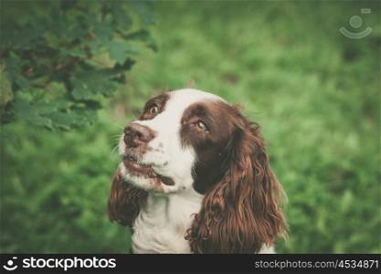 Dog with a cute face in green nature
