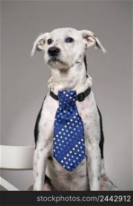 Dog with a tie on his neck. Comic gentleman concept. Procurement for an advertising project. Gray background. Dog with tie on his neck
