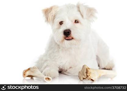 dog with bone isolated on white background
