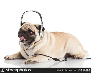 dog with headphones.