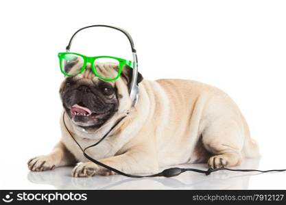 dog with headphones.