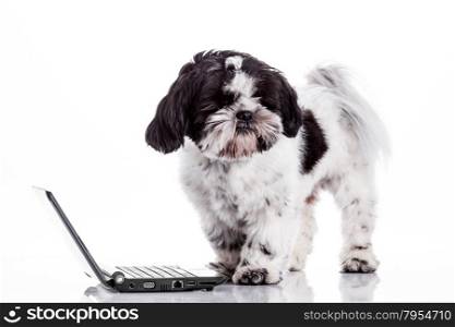 Dog with laptop.