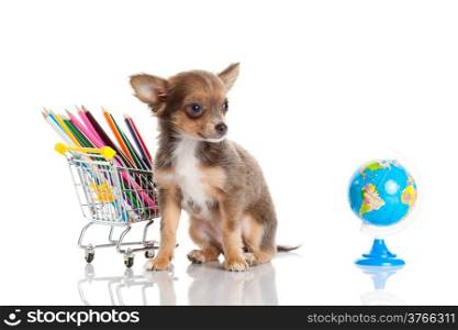 dog with pencil and globe