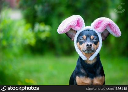 Dog with rabbit ears, theme of masquerade, Easter. Natural green background, space for text