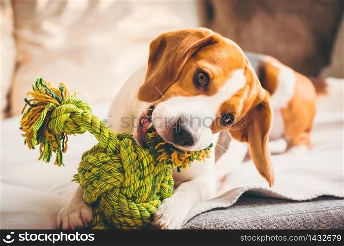 Dog with rope toy on sofa. Excited about biting a toy. Copy space. Dog with rope toy on sofa. Excited about biting a toy.