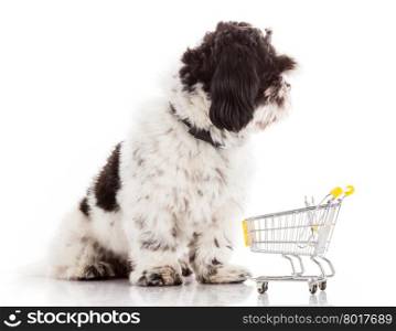 dog with shopping cart isolated on white