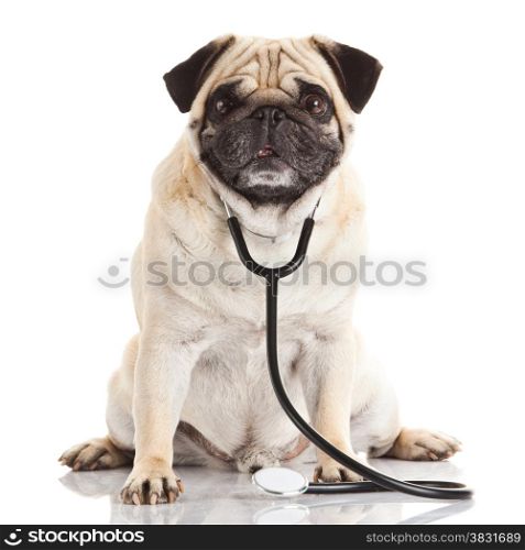 dog with stethoscope.