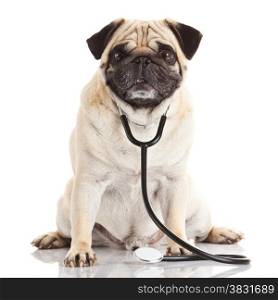 dog with stethoscope.