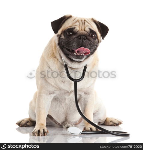 dog with stethoscope.