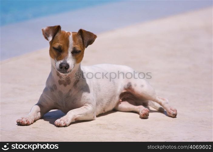 Dog with water in the background