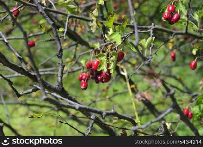 doghouse bush in forest, close up red berries