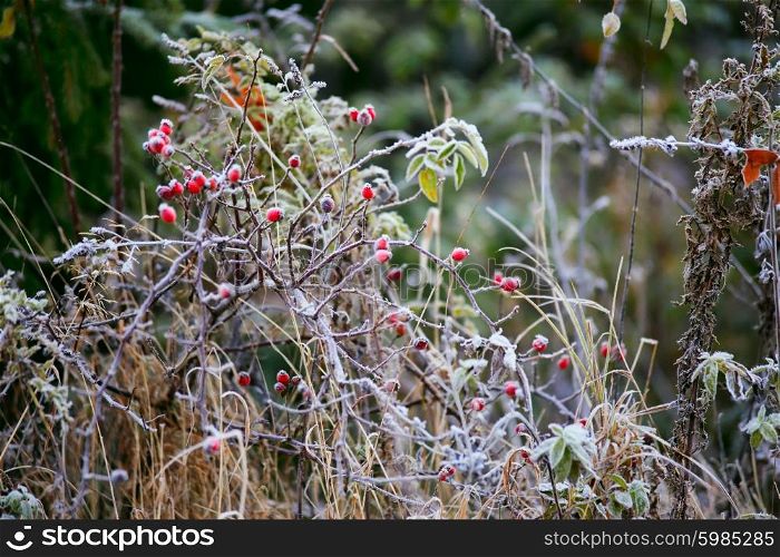 Dogrose berries. Morning frost. Autumn hoarfrost on the grass. Frost on bushes. Autumn foliage. Golden leaves. Ukraine Carpathians.
