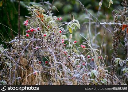 Dogrose berries. Morning frost. Autumn hoarfrost on the grass. Frost on bushes. Autumn foliage. Golden leaves. Ukraine Carpathians.