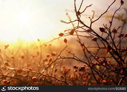 dogrose on background of sunrise at morning