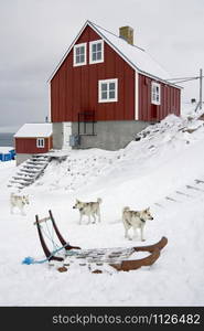 Dogs and dog sleigh in the town of Ittoqqortoormiit (pop. 551) at the entrance to Scoresbysund in eastern Greenland