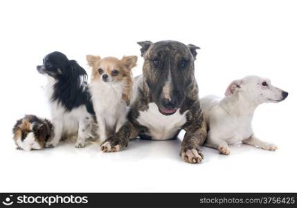dogs and guinea pig in front of white background