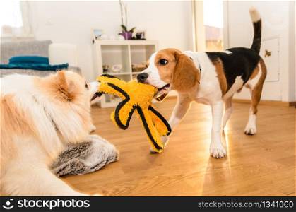 Dogs beagle and spitz klein fight over a yellow octopus toy indoor fun