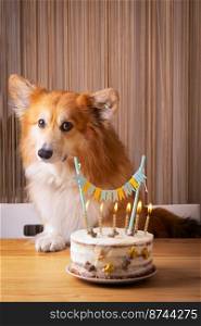 dogs birthday. corgi next to a cake decorated with candles and bones 