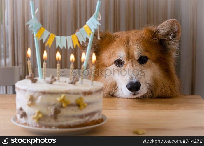 dogs birthday. corgi next to a cake decorated with candles and bones 