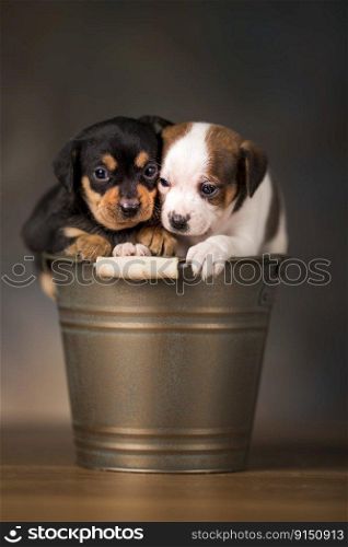 Dogs in a metal bucket