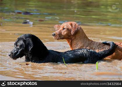 Dogs in a pond