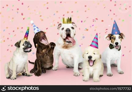 dogs in costumes birthday party