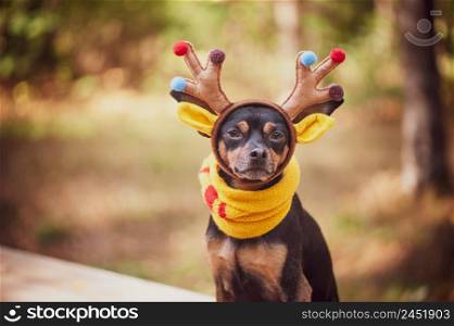 Dogs in deer costume, Autumn mood, fantastic deer dog