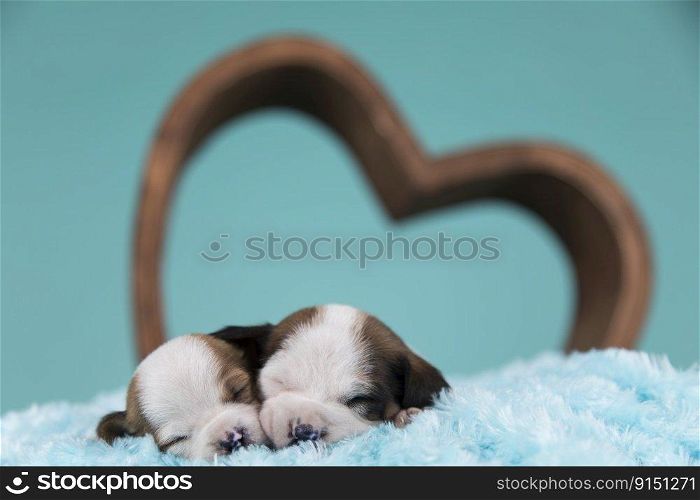Dogs in love are sleeping