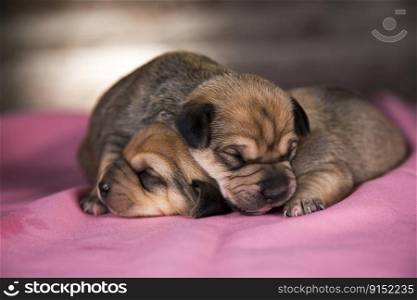 Dogs in sleeps on a pink blanket