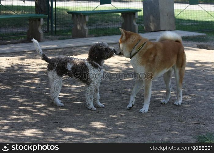 Dogs introducing each other in dog park