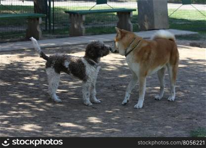 Dogs introducing each other in dog park