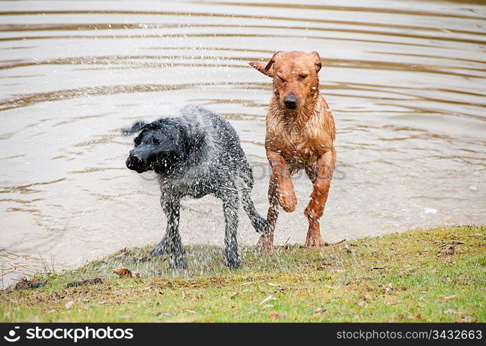 Dogs jumping out of a pond