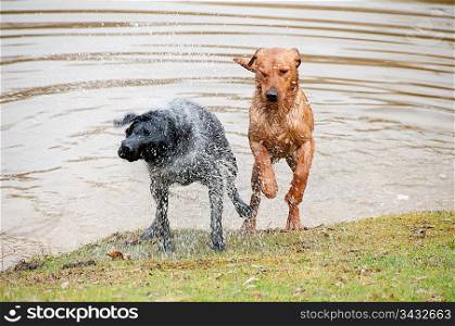 Dogs jumping out of a pond