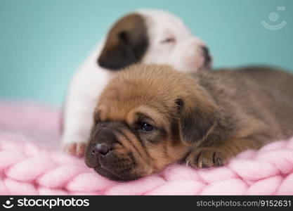 Dogs on a sleeps on a blanket