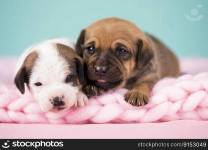 Dogs on a sleeps on a blanket