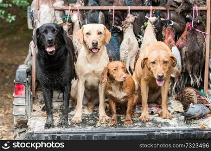 Dogs on the game cart with melanistic pheasants and mallard