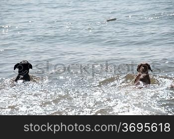 Dogs paddaling in the sea
