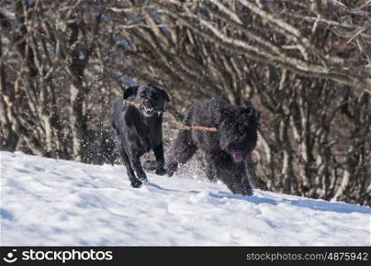Dogs playing in the snow