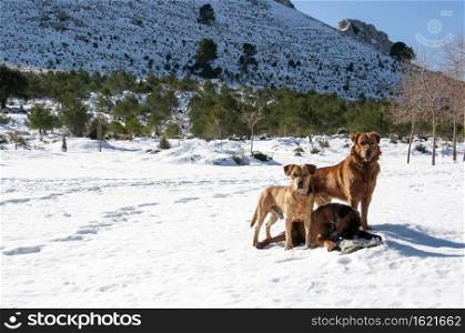 dogs playing in the snow in the Sierra de Tramuntana in majorca