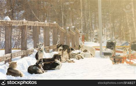 dogs relax before the start of the dog sledding race. The dogs relax before the start of the dog sledding race