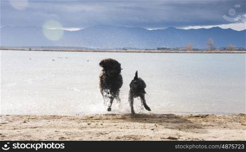 Dogs running from a lake, shaking water off of themselves