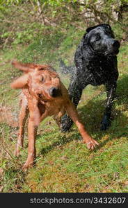 Dogs shaking water from their fur